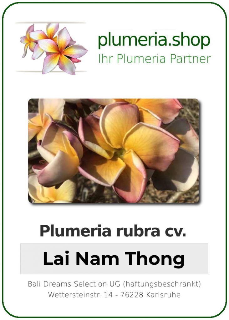 Plumeria rubra "Lai Nam Thong" - wurzelnackt