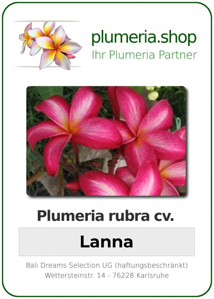 Plumeria rubra cv. "Lanna" - unbewurzelter Steckling