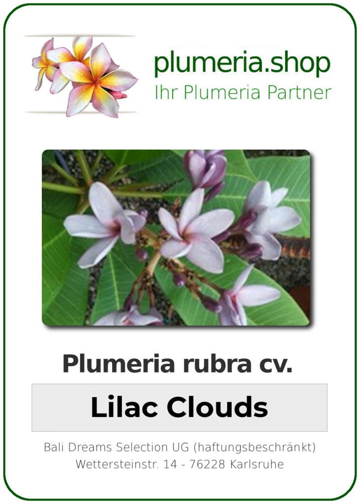 Plumeria rubra "Lilac Clouds"