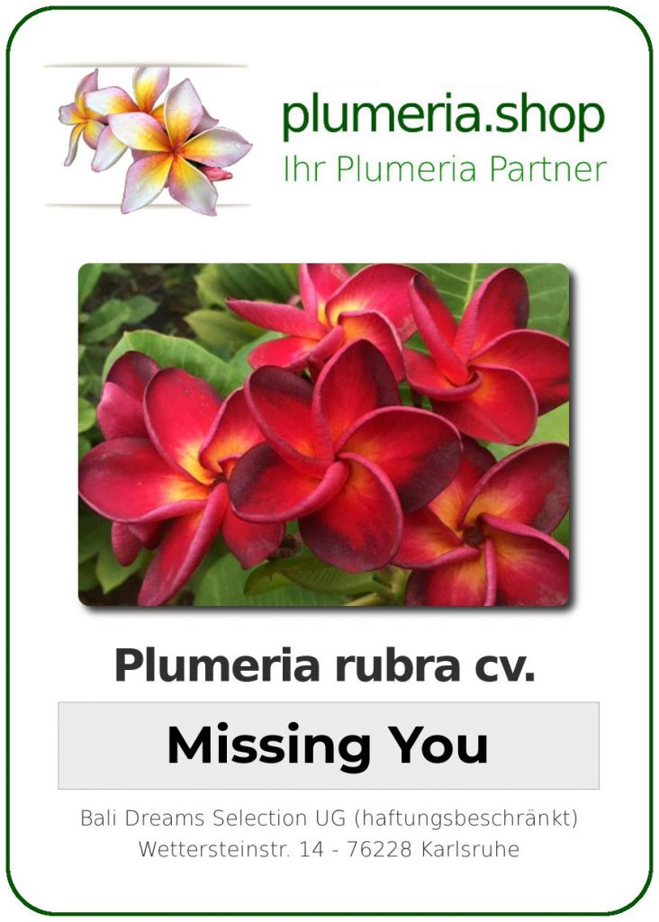 Plumeria rubra "Missing You"