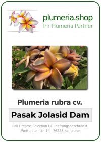 Plumeria rubra - "Pasak Jolasid Dam"