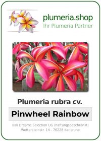 Plumeria rubra "Pinwheel Rainbow"