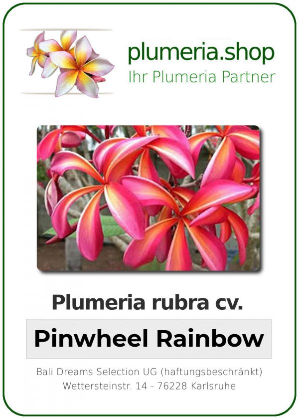 Plumeria rubra "Pinwheel Rainbow"