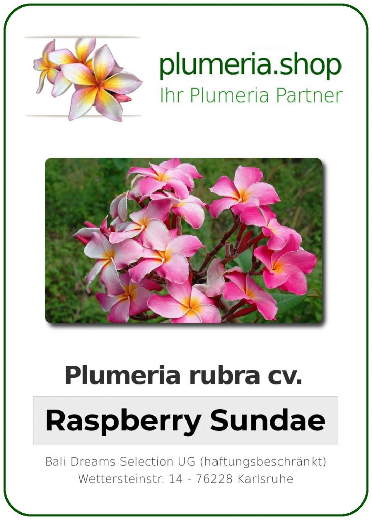 Plumeria rubra "Raspberry Sundae"