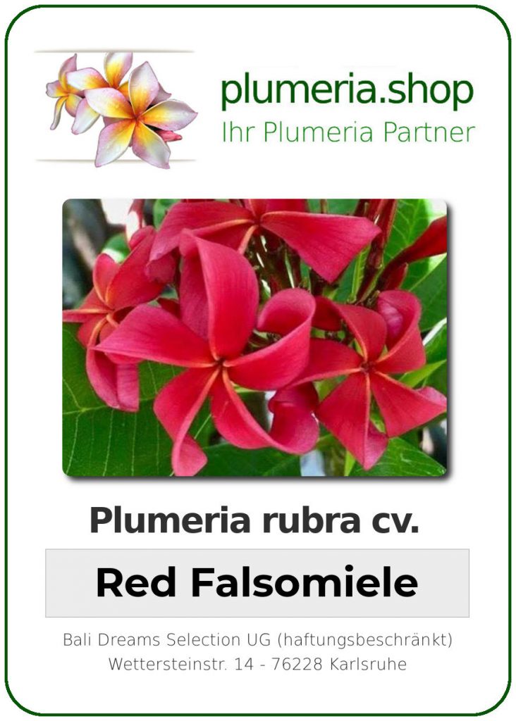 Plumeria rubra cv. "Red Falsomiele" - unbewurzelter Steckling