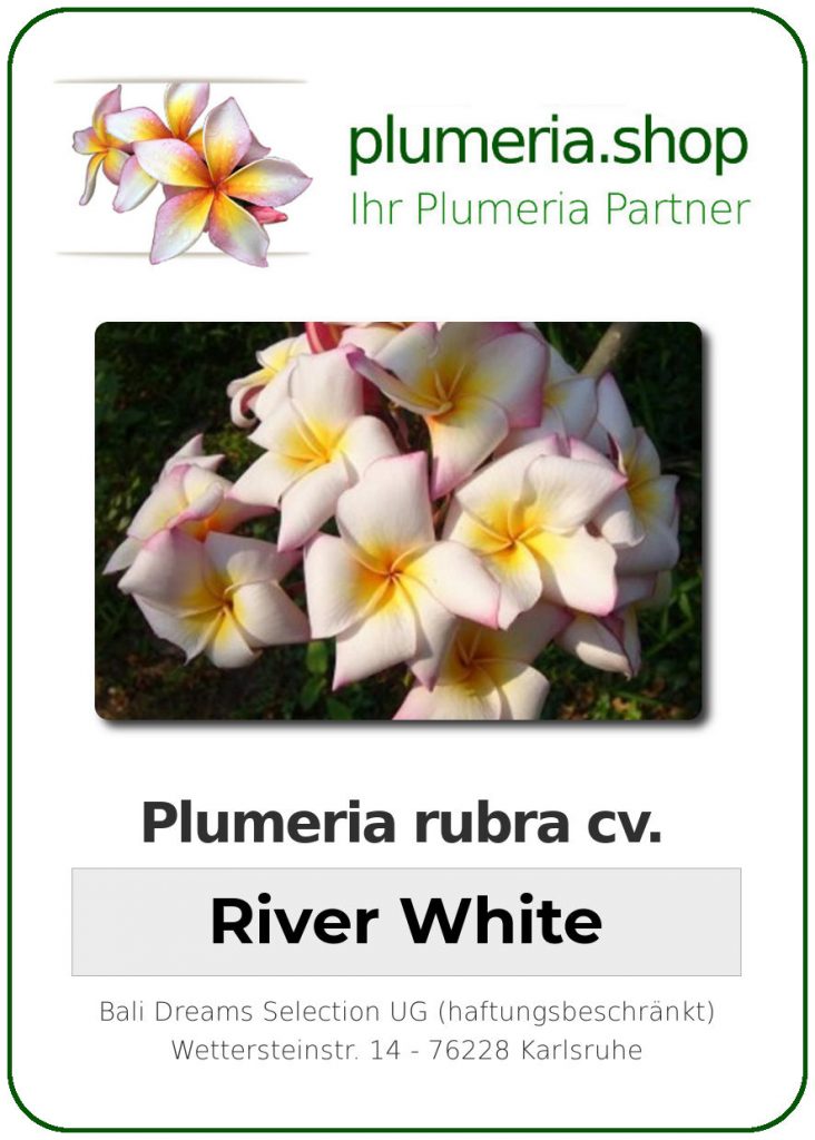 Plumeria rubra cv. "River White" - unbewurzelter Steckling
