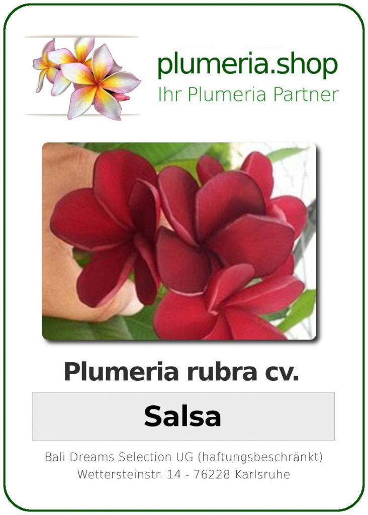 Plumeria rubra "Salsa"