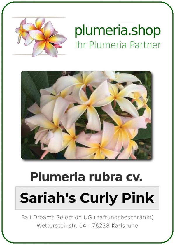 Plumeria rubra - &quot;Sariahs Curly Pink&quot;