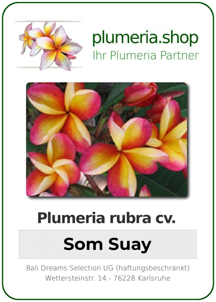 Plumeria rubra "Som Suay"