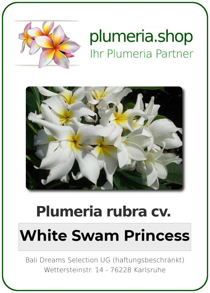 Plumeria rubra cv. "White Swam Princess" - unbewurzelter Steckling