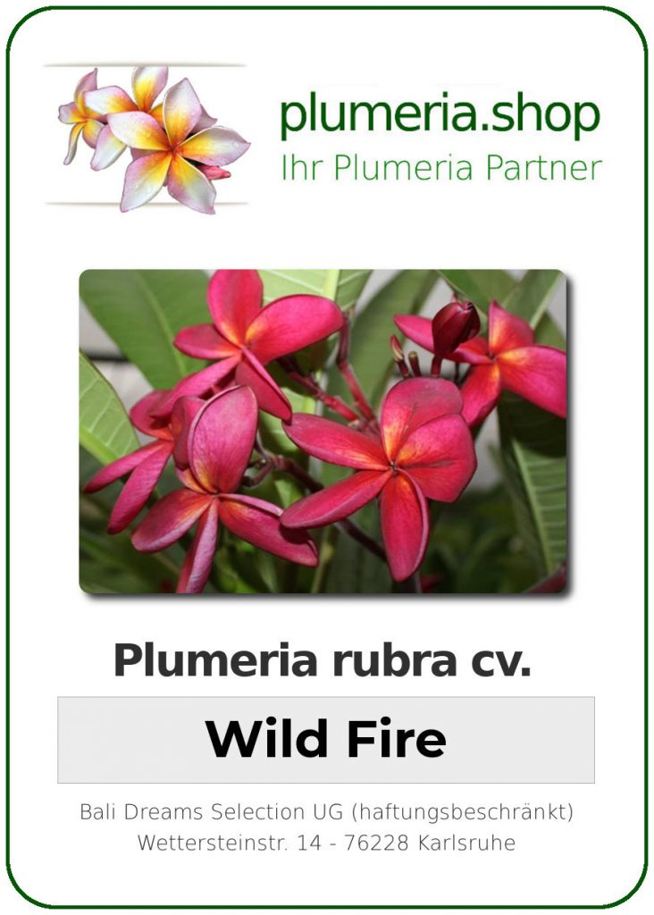 Plumeria rubra cv. "Wild Fire" - unbewurzelter Steckling