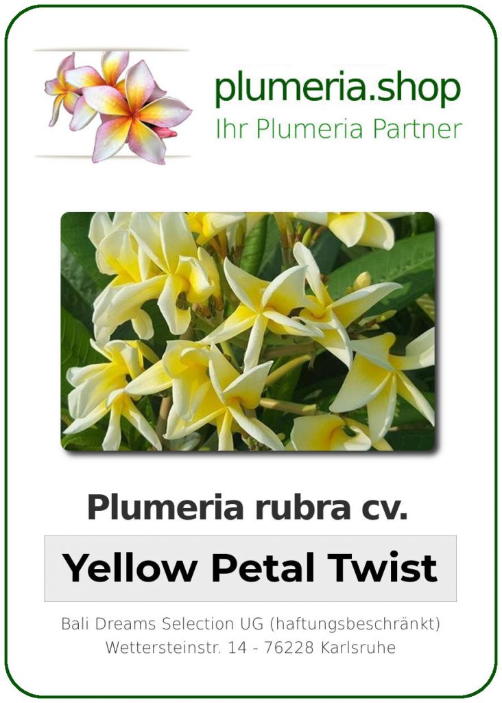 Plumeria rubra "Yellow Petal Twist"
