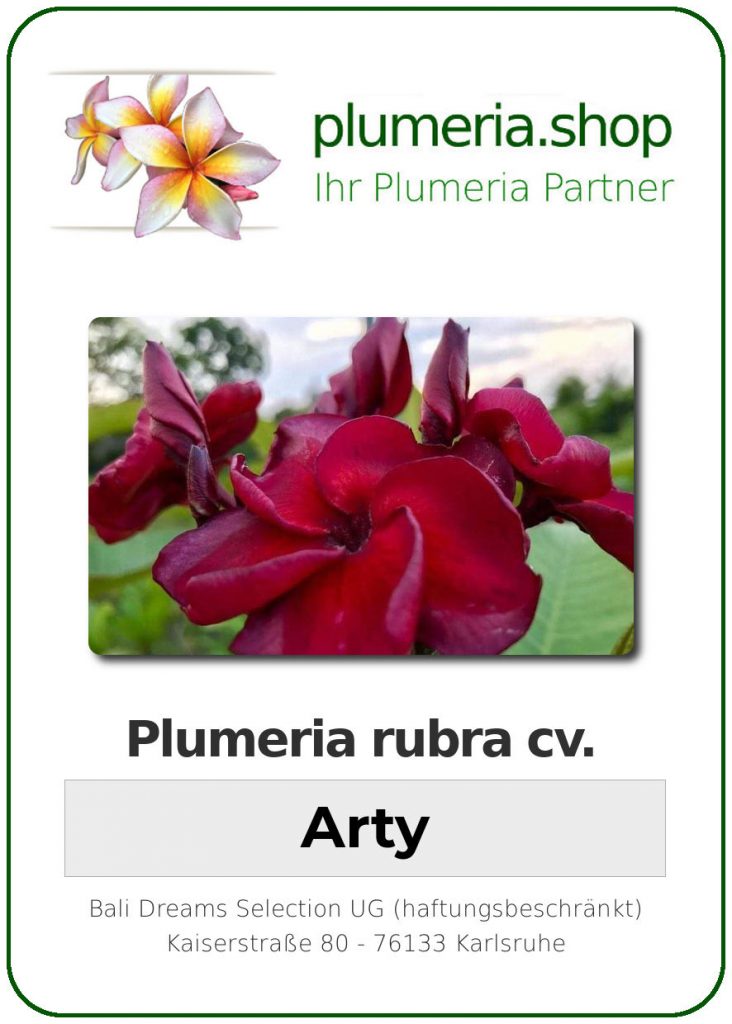 Plumeria rubra "Arty" - wurzelnackt
