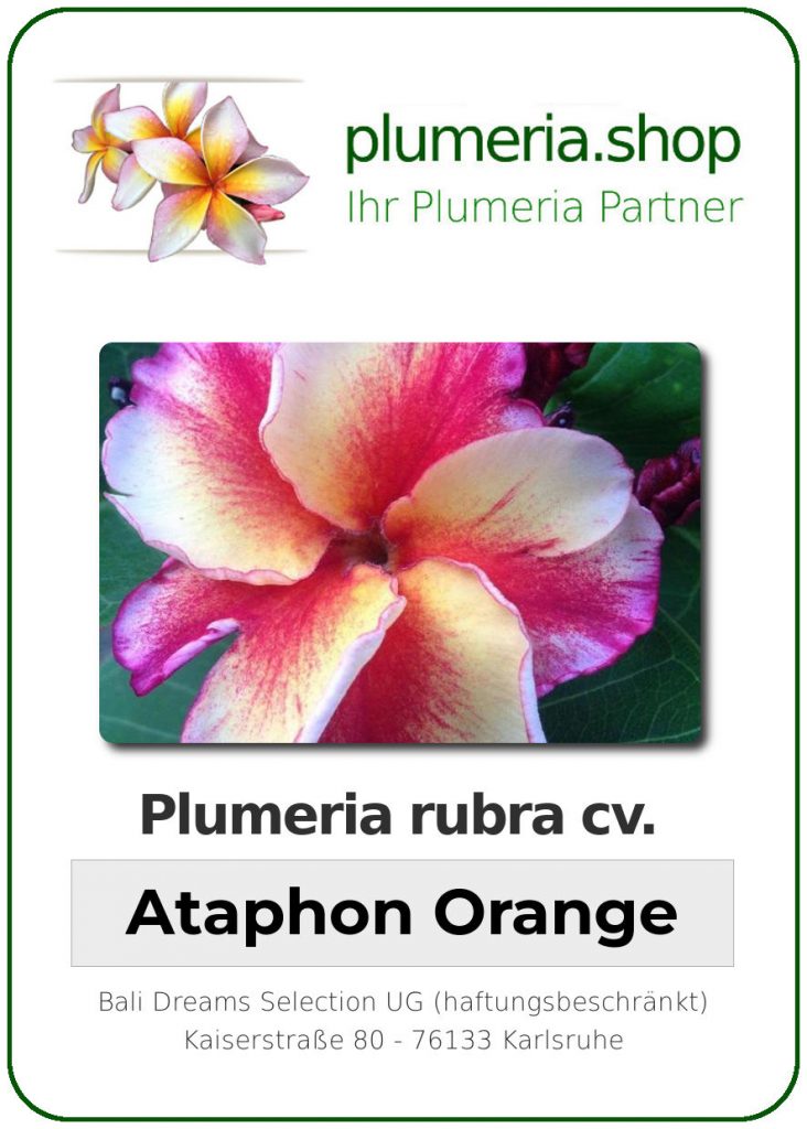Plumeria rubra "Ataphon Orange"
