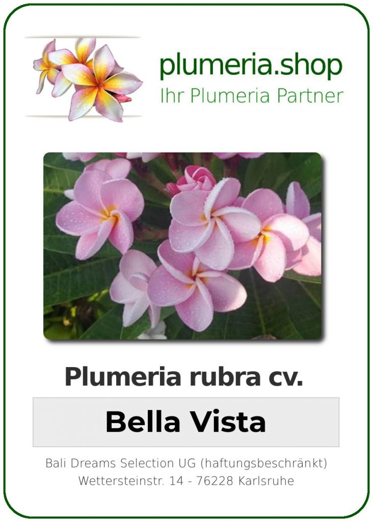 Plumeria rubra cv. "Bella Vista" - unbewurzelter Steckling