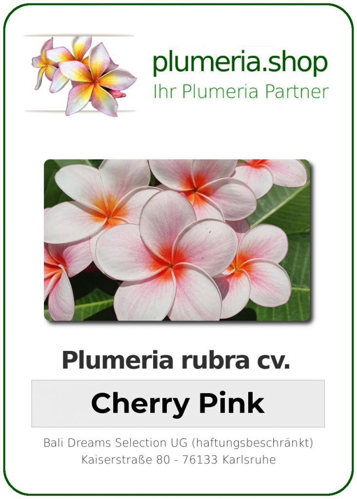 Plumeria rubra cv. "Cherry Pink" - unbewurzelter Steckling
