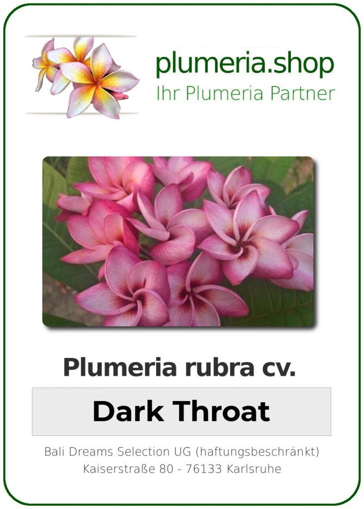 Plumeria rubra "Dark Throat" - wurzelnackt