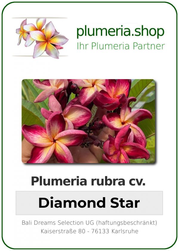 Plumeria rubra - "Diamond Star"