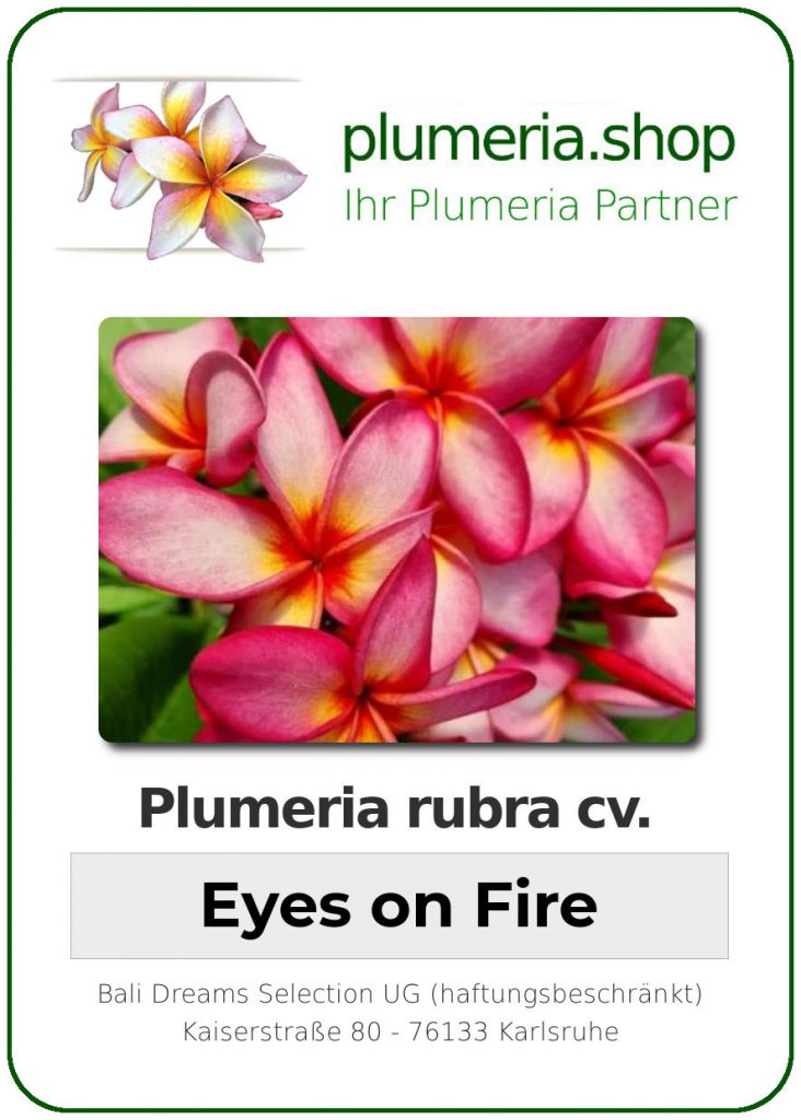 Plumeria rubra cv. "Eyes on Fire" - unbewurzelter Steckling