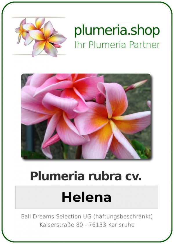Plumeria rubra - &quot;Helena&quot;