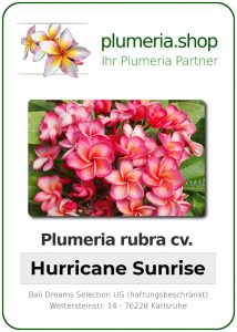 Plumeria rubra - Hurricane Sunrise