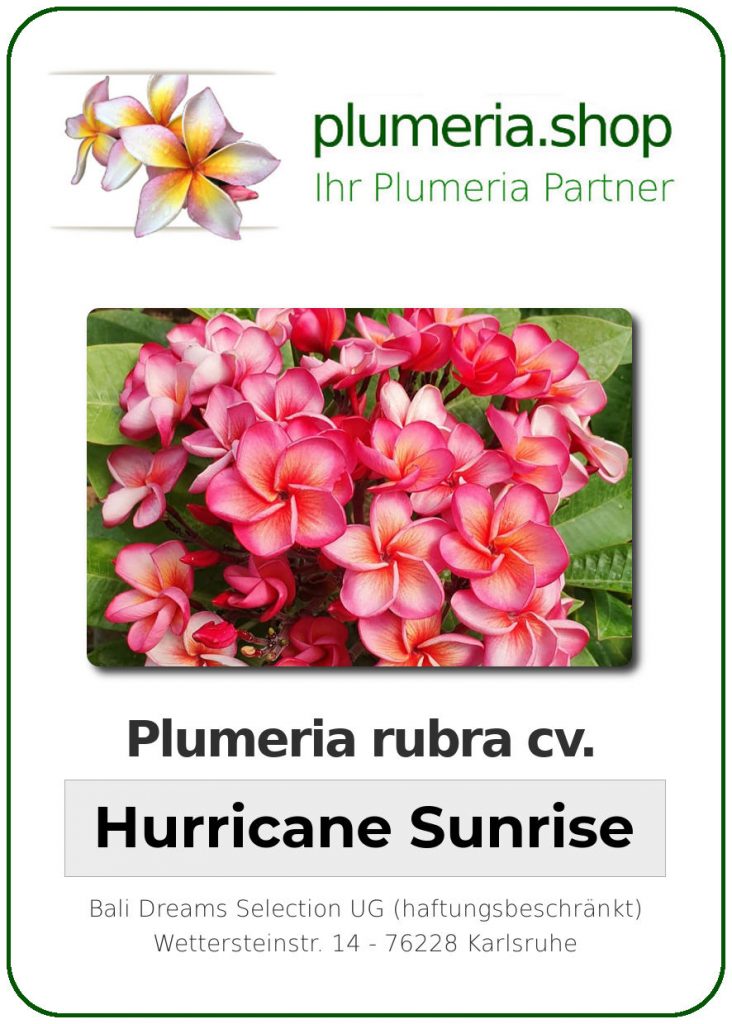 Plumeria rubra "Hurricane Sunrise"
