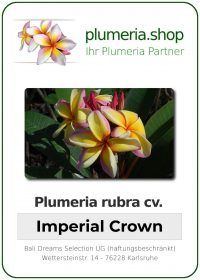 Plumeria rubra - &quot;Imperial Crown&quot;