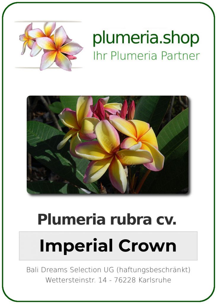 Plumeria rubra cv. "Imperial Crown" - unbewurzelter Steckling