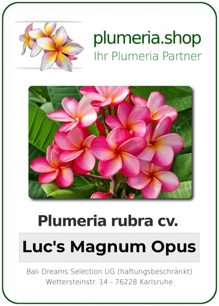 Plumeria rubra cv. "Luc's Magnum Opus" - unbewurzelter Steckling