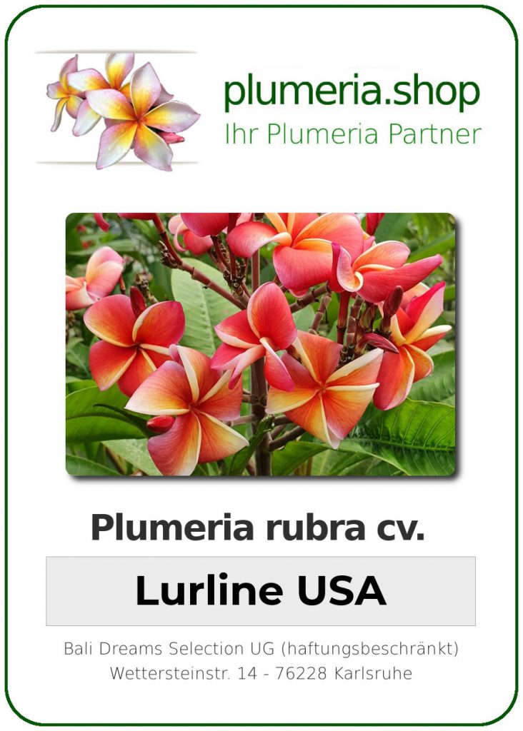Plumeria rubra cv. "Lurline (USA)" - unbewurzelter Steckling