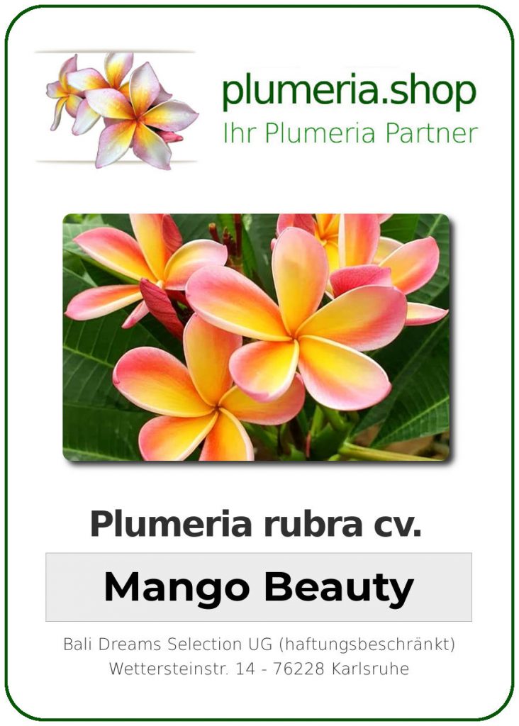 Plumeria rubra cv. "Mango Beauty" - unbewurzelter Steckling