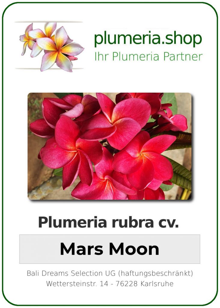 Plumeria rubra cv. "Mars Moon" - unbewurzelter Steckling