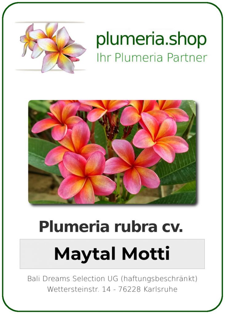 Plumeria rubra cv. "Maytal Motti" - unbewurzelter Steckling