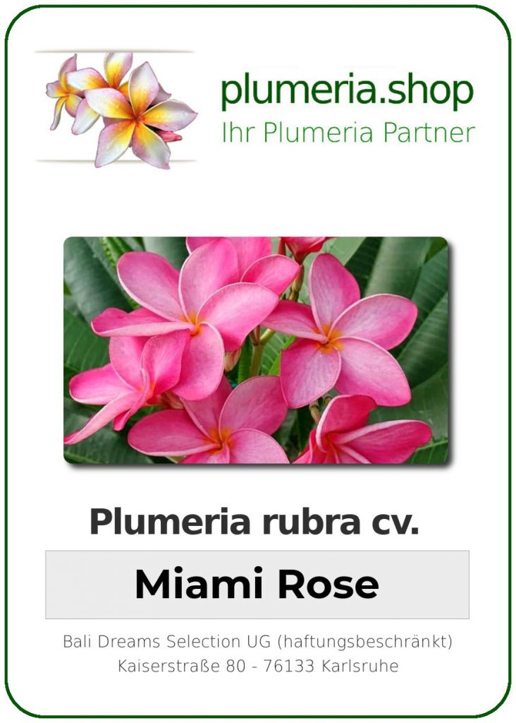 Plumeria rubra cv. "Miami Rose" - unbewurzelter Steckling