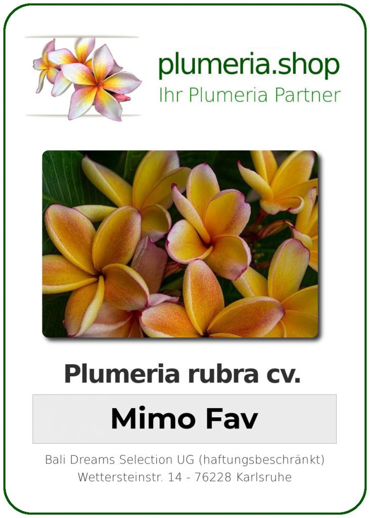 Plumeria rubra cv. "Mimo Fav" - unbewurzelter Steckling