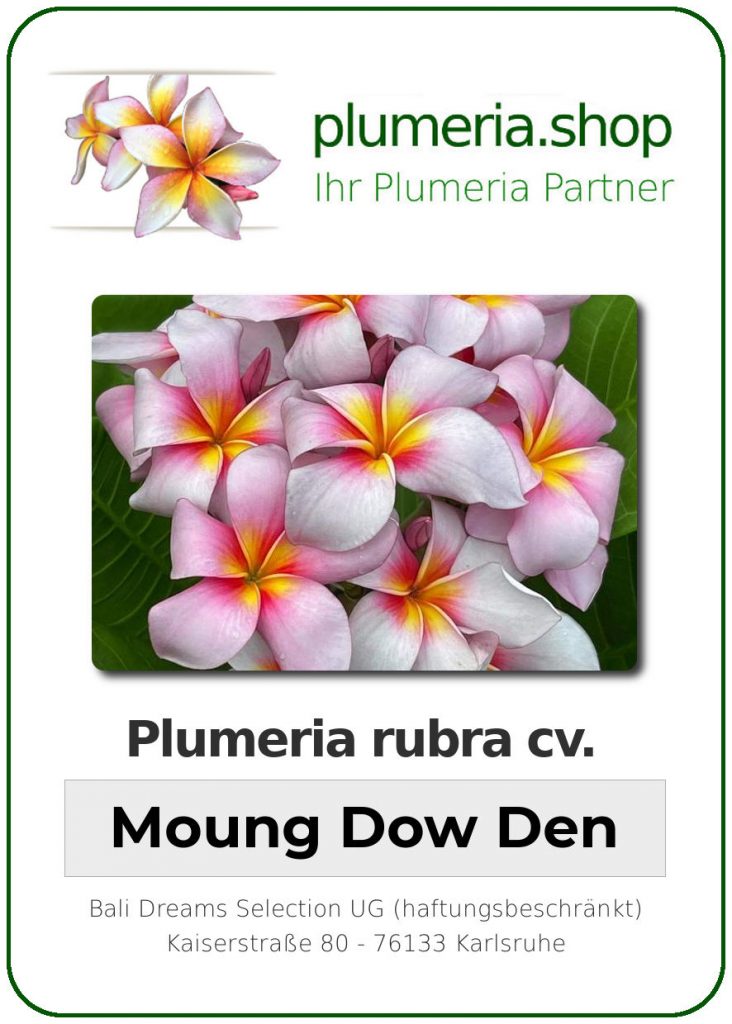 Plumeria rubra "Moung Dow Den" - wurzelnackt