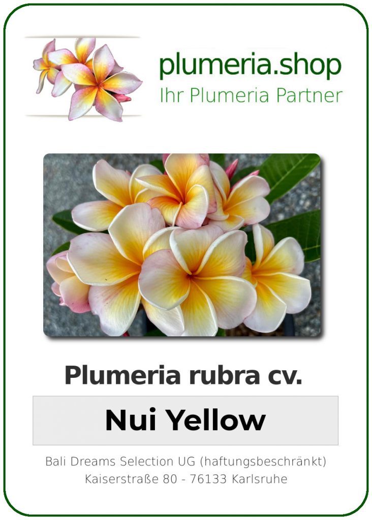 Plumeria rubra "Nui Yellow" - wurzelnackt