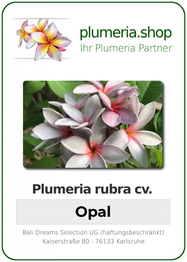 Plumeria rubra - "Opal"