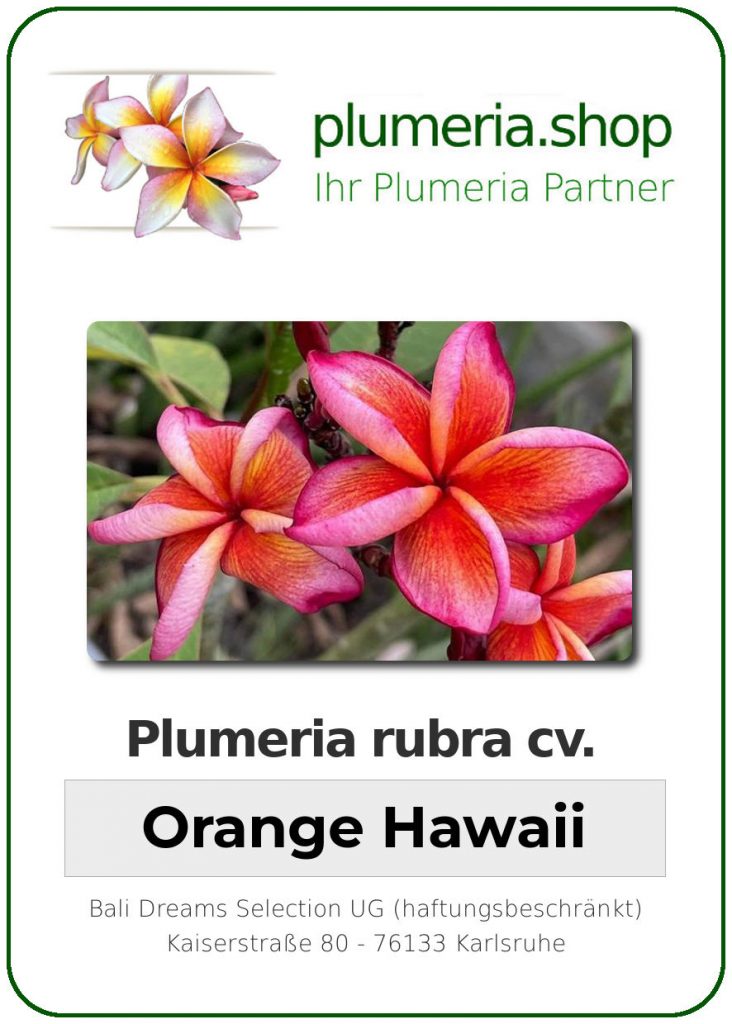 Plumeria rubra "Hawaii Orange"