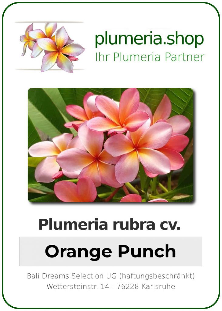 Plumeria rubra cv. "Orange Punch" - unbewurzelter Steckling
