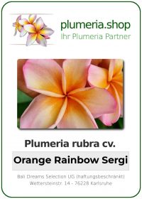 Plumeria rubra - &quot;Orange Rainbow&quot;