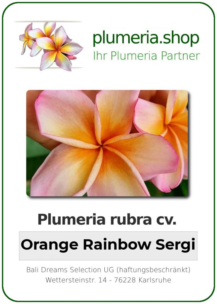 Plumeria rubra cv. "Orange Rainbow Sergi" - unbewurzelter Steckling