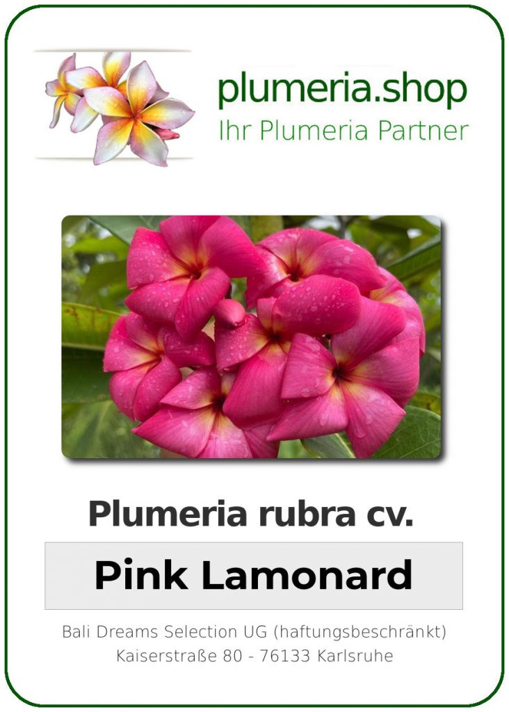 Plumeria rubra "Pink Lamonard"
