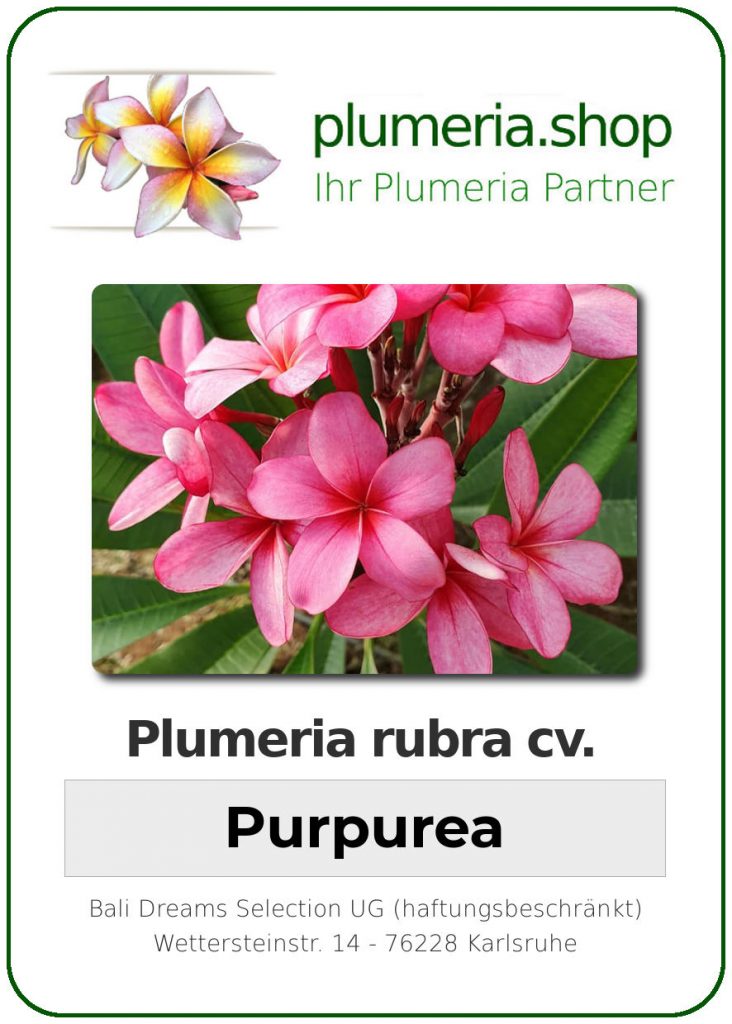Plumeria rubra cv. "Purpurea" - unbewurzelter Steckling
