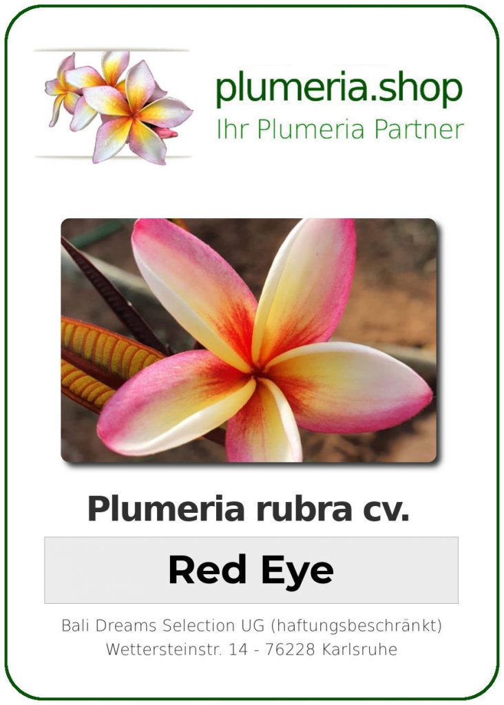 Plumeria rubra cv. "Red Eye" - unbewurzelter Steckling