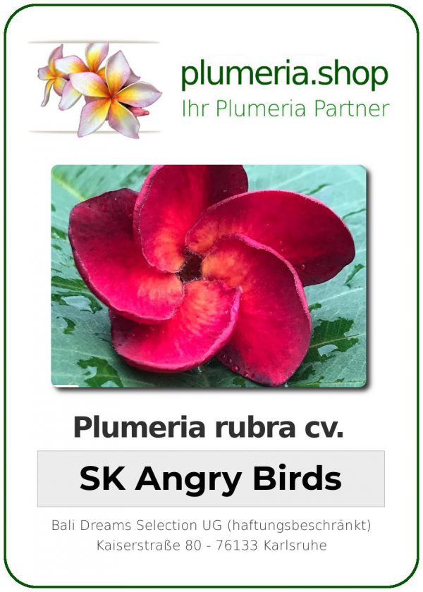 Plumeria rubra - &quot;SK Angry Birds&quot;