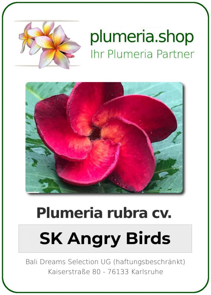 Plumeria rubra "SK Angry Birds" - wurzelnackt