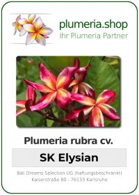 Plumeria rubra - "SK Elysian"