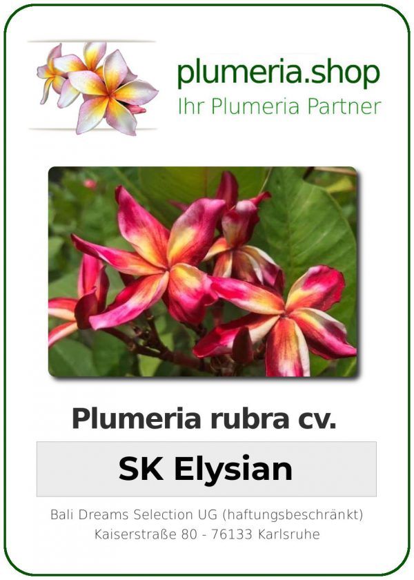 Plumeria rubra - "SK Elysian"