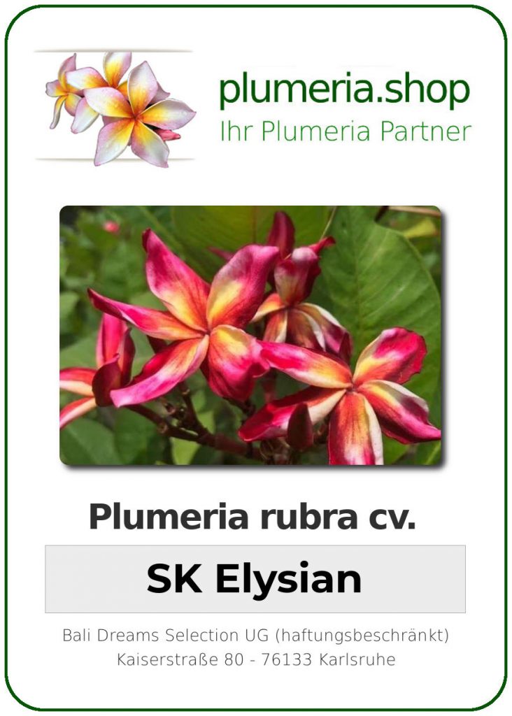 Plumeria rubra "SK Elysian" - wurzelnackt